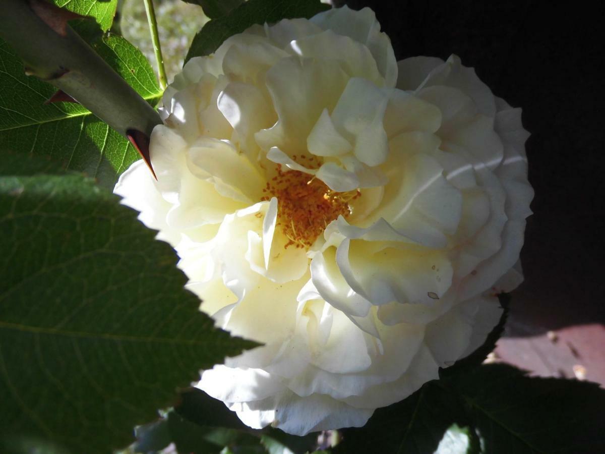 Schlossparkferienwohnungen Rheinsberg Mit Garten מראה חיצוני תמונה